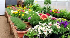 Transform Your Small Space This Spring: Patio, Balcony & Container Gardening with Local Nurseries